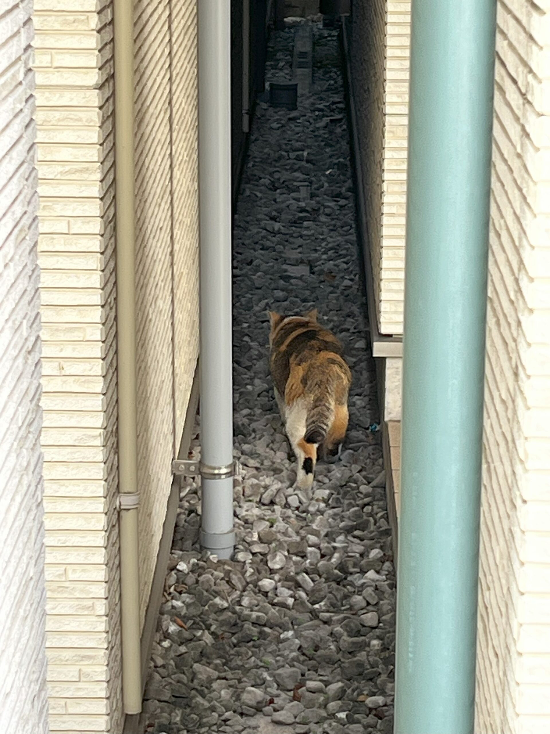 東京都渋谷区での出会い：三毛猫の一瞬の後ろ姿 – 道端の猫